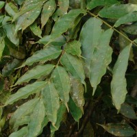 Humboldtia laurifolia Vahl